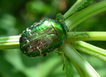 Cetonia aurata (Altın Böceği) – Ahmet Güngör, Ordu