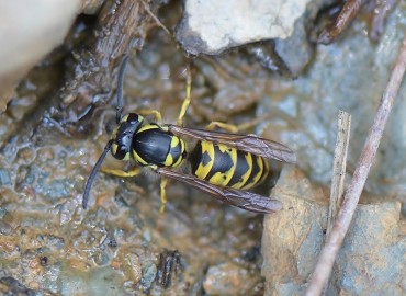 Vespula germanica (Eşek Arısı) – Ahmet Güngör, İzmir