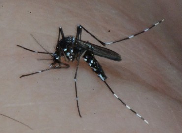Aedes albopicta (Skuse, 1894)