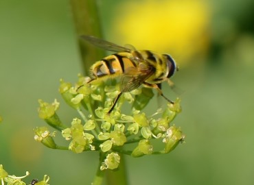Myathropa florea (Çicek sineği) – Ahmet Güngör, Bolu