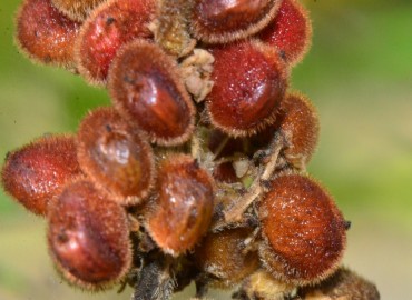Rhus coriaria L. (Sumak) – Ahmet Güngör, Samsun