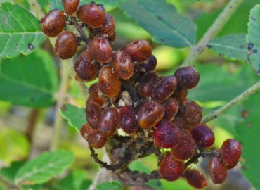 Rhus coriaria L. (Sumak) – Ahmet Güngör, Samsun