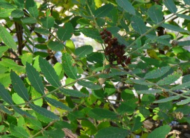 Rhus coriaria L. (Sumak) – Ahmet Güngör, Samsun