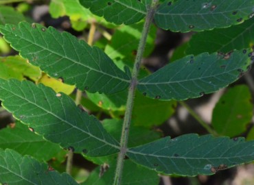 Rhus coriaria L. (Sumak) – Ahmet Güngör, Samsun