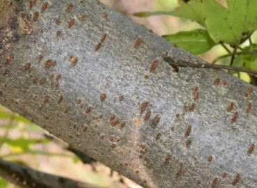 Rhus coriaria L. (Sumak) – Ahmet Güngör, Samsun