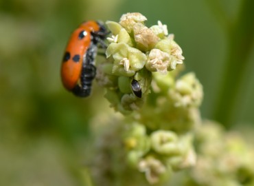 Rhus coriaria L. (Sumak) – Ahmet Güngör, İzmir