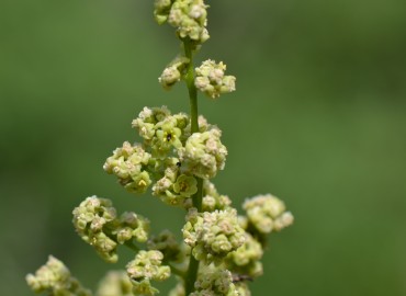 Rhus coriaria L. (Sumak) – Ahmet Güngör, İzmir