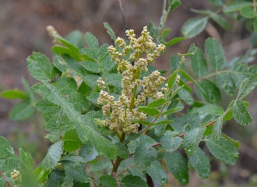 Rhus coriaria L. (Sumak) – Ahmet Güngör, İzmir