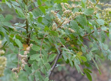 Rhus coriaria L. (Sumak) – Ahmet Güngör, İzmir