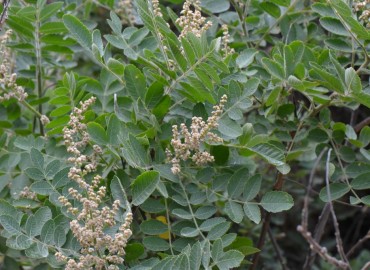 Rhus coriaria L. (Sumak) – Ahmet Güngör, İzmir