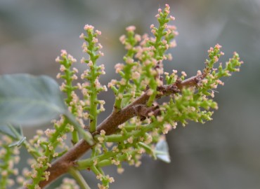 Pistacia lentiscus L. (Sakız ağacı) – Ahmet Güngör, İzmir