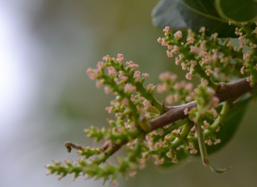 Pistacia lentiscus L. (Sakız ağacı) – Ahmet Güngör, İzmir