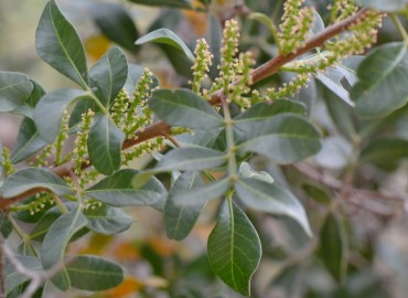 Pistacia lentiscus L. (Sakız ağacı) – Ahmet Güngör, İzmir