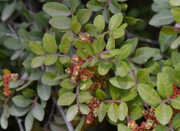Pistacia lentiscus L. (Sakız ağacı) – Ahmet Güngör, İzmir