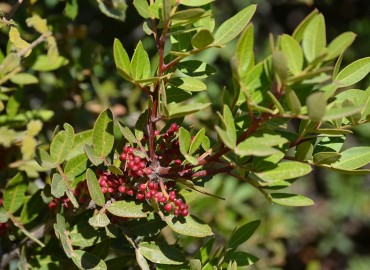 Pistacia lentiscus L. (Sakız ağacı) – Ahmet Güngör, İzmir