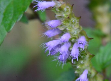 Elsholtzia ciliata