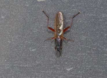 Sepedon sphegea