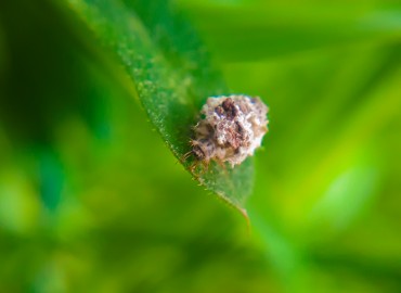 Chrysopidae (Schneider, 1851) – Yasin Çalışkan, Konya