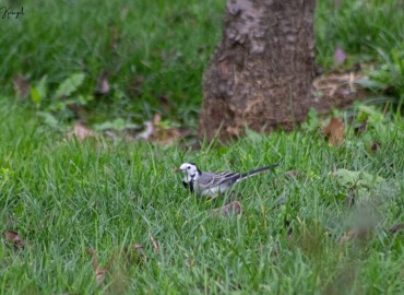 Motacilla alba (Ak Kuyruksallayan) – can karayel, İstanbul