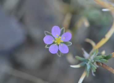 Spergularia rubra (Belirtilmedi) – Ahmet Güngör, İzmir