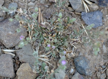 Spergularia rubra (Belirtilmedi) – Ahmet Güngör, İzmir