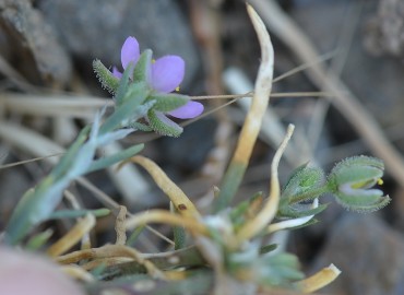 Spergularia rubra (Belirtilmedi) – Ahmet Güngör, İzmir