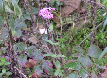 Silene armeria (Horozpipiği) – Ahmet Güngör, Rize