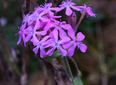 Silene armeria (Horozpipiği) – Ahmet Güngör, Rize