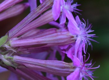 Silene armeria (Horozpipiği) – Ahmet Güngör, Rize
