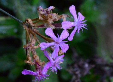 Silene armeria (Horozpipiği) – Ahmet Güngör, Rize