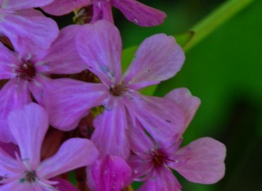 Silene armeria (Horozpipiği) – Ahmet Güngör, Rize