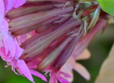Silene armeria (Horozpipiği) – Ahmet Güngör, Rize