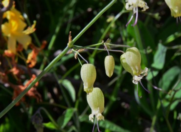 Silene vulgaris (Ecibücü, cıvışkanotu, Kuşdili) – Ahmet Güngör, Ordu