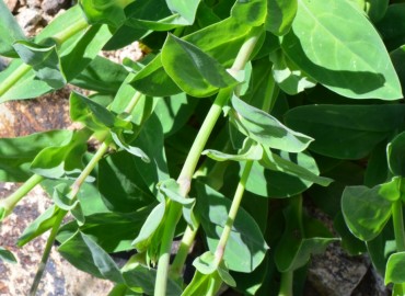 Silene vulgaris (Ecibücü, cıvışkanotu, Kuşdili) – Ahmet Güngör, Ordu