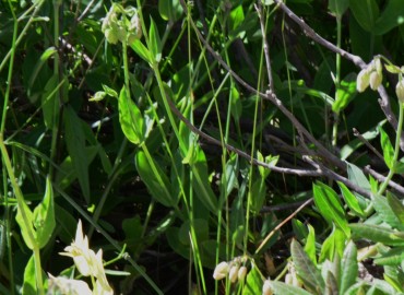 Silene vulgaris (Ecibücü, cıvışkanotu, Kuşdili) – Ahmet Güngör, Ordu