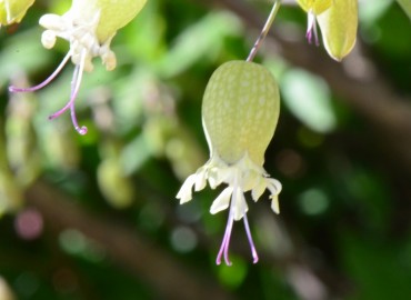 Silene vulgaris (Ecibücü, cıvışkanotu, Kuşdili) – Ahmet Güngör, Ordu