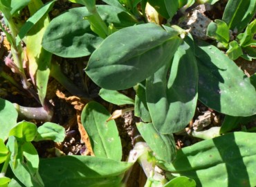 Silene vulgaris (Ecibücü, cıvışkanotu, Kuşdili) – Ahmet Güngör, Ordu