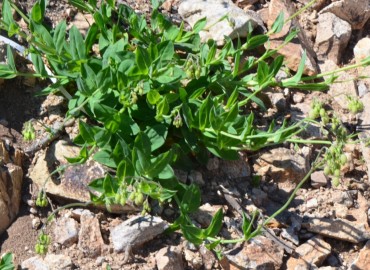 Silene vulgaris (Ecibücü, cıvışkanotu, Kuşdili) – Ahmet Güngör, Ordu