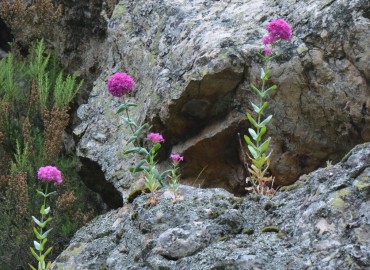 Silene compacta (Belirtiilmedi) – Ahmet Güngör, Balıkesir