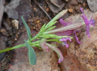 Silene compacta (Belirtiilmedi) – Ahmet Güngör, Balıkesir