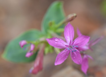 Silene compacta (Belirtiilmedi) – Ahmet Güngör, Balıkesir