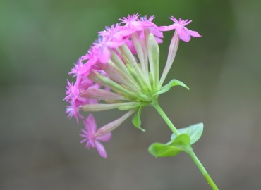 Silene compacta (Belirtiilmedi) – Ahmet Güngör, Balıkesir