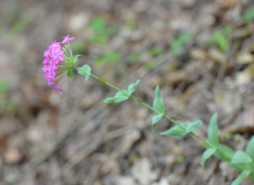 Silene compacta (Belirtiilmedi) – Ahmet Güngör, Balıkesir