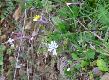Silene italica – Ahmet Güngör, Samsun