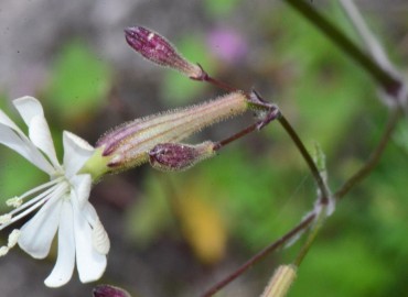 Silene italica – Ahmet Güngör, Samsun