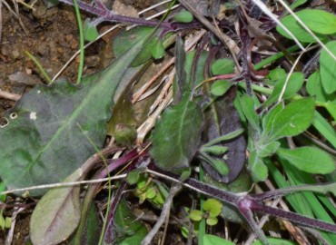 Silene italica – Ahmet Güngör, Samsun