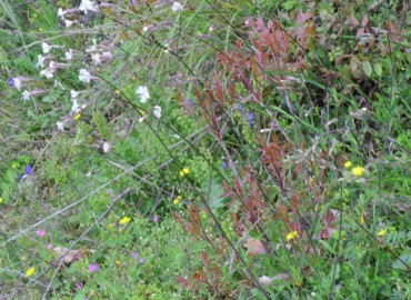 Silene italica – Ahmet Güngör, Samsun