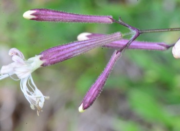 Silene italica – Ahmet Güngör, Samsun