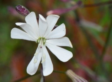Silene italica – Ahmet Güngör, Samsun
