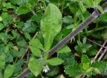 Silene italica – Ahmet Güngör, Samsun
